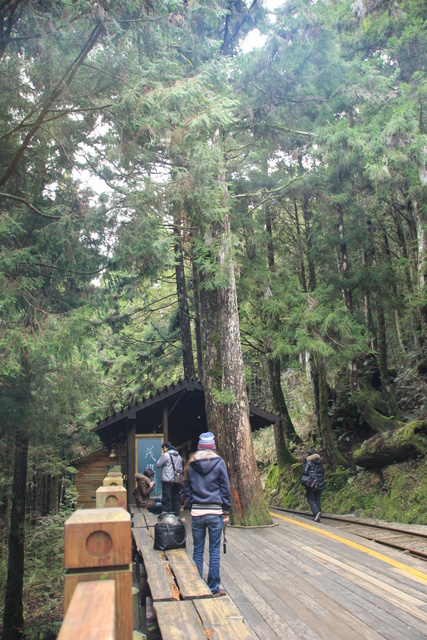 跟著 Mikey 一家去旅行 - 【 宜蘭 】太平山森林遊樂區