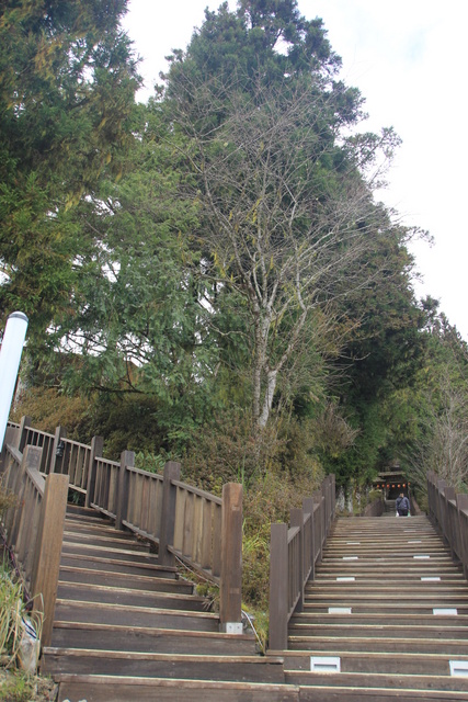 跟著 Mikey 一家去旅行 - 【 宜蘭 】太平山森林遊樂區