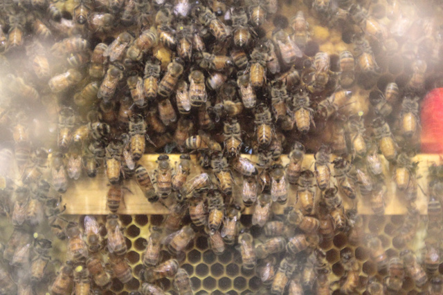 跟著 Mikey 一家去旅行 - 【 宜蘭 】養蜂人家 - 蜂采館