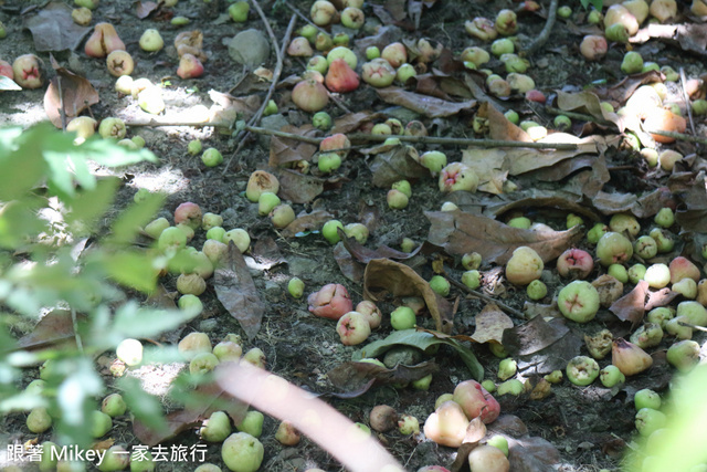 跟著 Mikey 一家去旅行 - 【 台東 】日暉國際渡假村 - 日暉生態公園