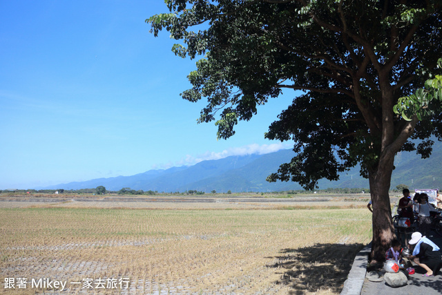 跟著 Mikey 一家去旅行 - 【 池上 】伯朗大道 - 金城武樹