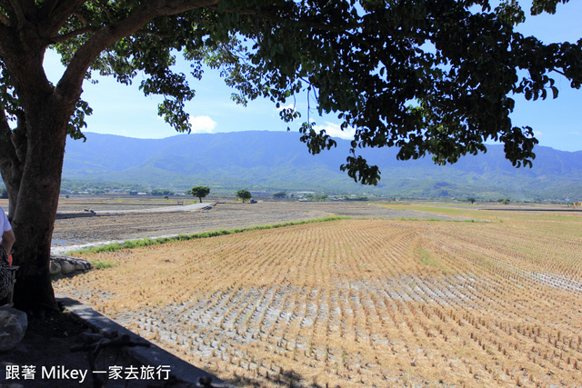 跟著 Mikey 一家去旅行 - 【 池上 】伯朗大道 - 金城武樹