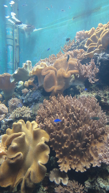 跟著 Mikey 一家去旅行 - 【 車城 】國立海洋生物博物館 - 珊瑚王國館