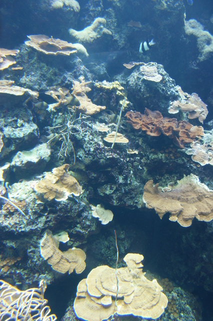 跟著 Mikey 一家去旅行 - 【 車城 】國立海洋生物博物館 - 珊瑚王國館