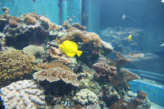 跟著 Mikey 一家去旅行 - 【 車城 】國立海洋生物博物館 - 珊瑚王國館