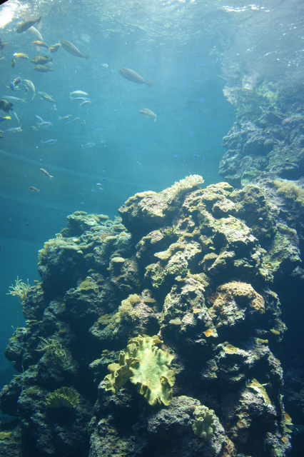 跟著 Mikey 一家去旅行 - 【 車城 】國立海洋生物博物館 - 珊瑚王國館