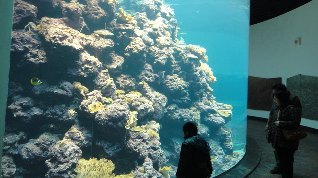 跟著 Mikey 一家去旅行 - 【 車城 】國立海洋生物博物館 - 珊瑚王國館