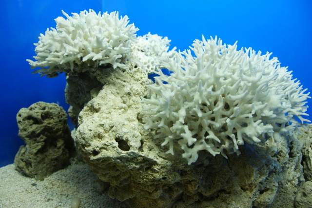 跟著 Mikey 一家去旅行 - 【 車城 】國立海洋生物博物館 - 珊瑚王國館