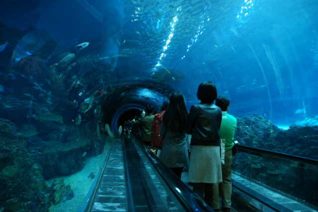 跟著 Mikey 一家去旅行 - 【 車城 】國立海洋生物博物館 - 珊瑚王國館