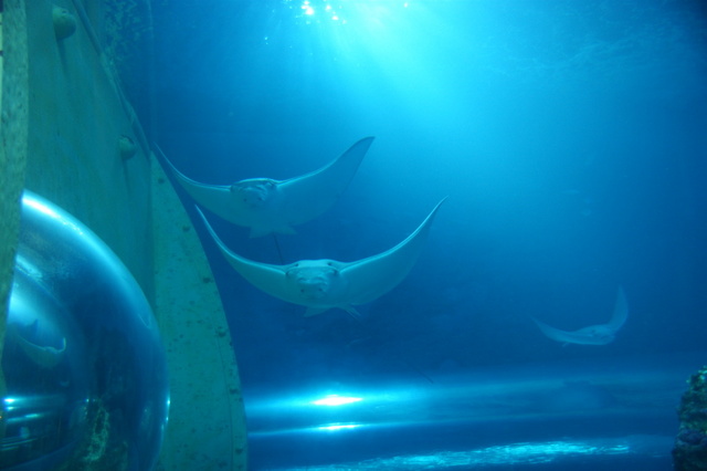 跟著 Mikey 一家去旅行 - 【 車城 】國立海洋生物博物館 - 珊瑚王國館