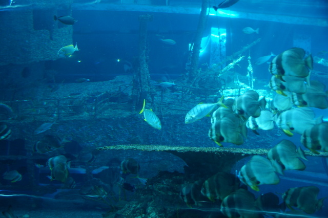 跟著 Mikey 一家去旅行 - 【 車城 】國立海洋生物博物館 - 珊瑚王國館