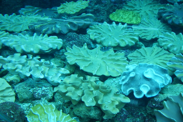 跟著 Mikey 一家去旅行 - 【 車城 】國立海洋生物博物館 - 珊瑚王國館