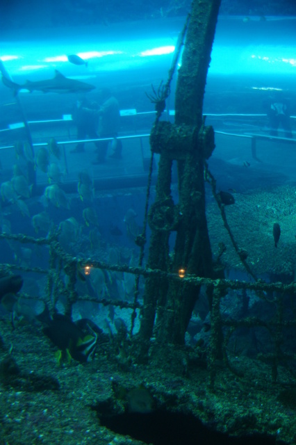 跟著 Mikey 一家去旅行 - 【 車城 】國立海洋生物博物館 - 珊瑚王國館