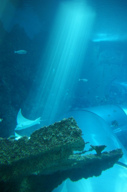 跟著 Mikey 一家去旅行 - 【 車城 】國立海洋生物博物館 - 珊瑚王國館