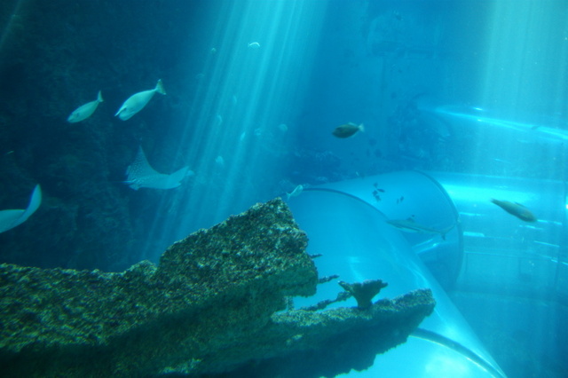 跟著 Mikey 一家去旅行 - 【 車城 】國立海洋生物博物館 - 珊瑚王國館