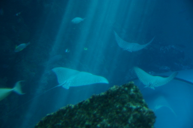 跟著 Mikey 一家去旅行 - 【 車城 】國立海洋生物博物館 - 珊瑚王國館