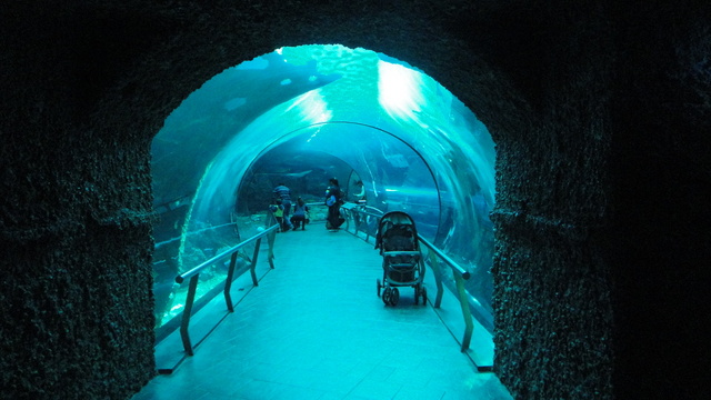 跟著 Mikey 一家去旅行 - 【 車城 】國立海洋生物博物館 - 珊瑚王國館