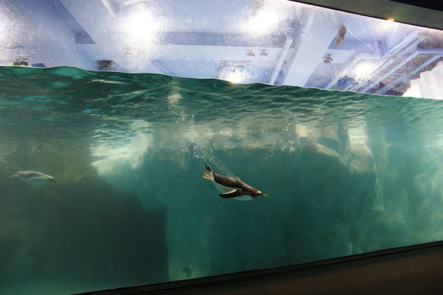 跟著 Mikey 一家去旅行 - 【 車城 】國立海洋生物博物館 - 世界水域館