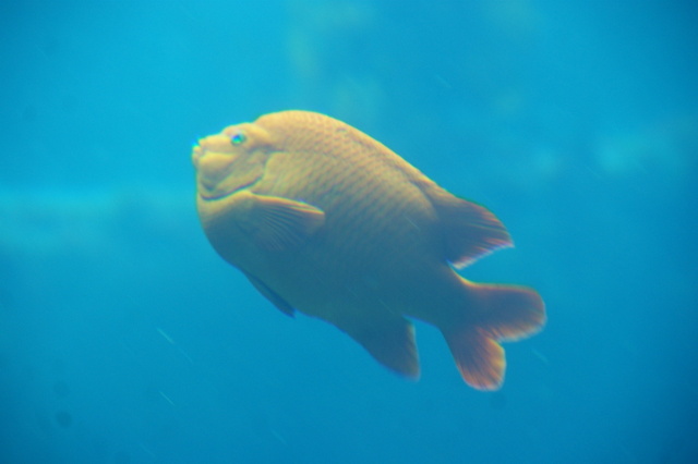 跟著 Mikey 一家去旅行 - 【 車城 】國立海洋生物博物館 - 世界水域館