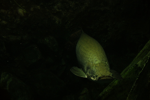 跟著 Mikey 一家去旅行 - 【 車城 】國立海洋生物博物館 - 世界水域館