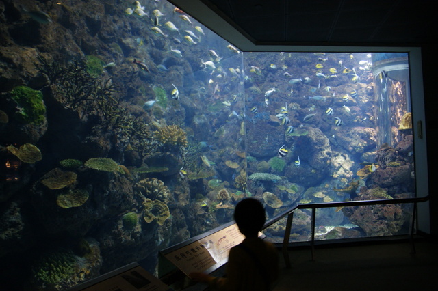 跟著 Mikey 一家去旅行 - 【 車城 】國立海洋生物博物館 - 台灣水域館