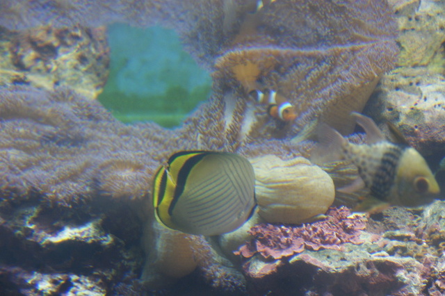 跟著 Mikey 一家去旅行 - 【 車城 】國立海洋生物博物館 - 台灣水域館