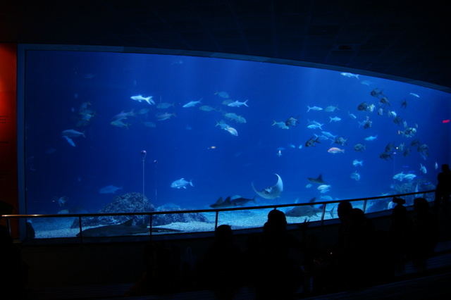 跟著 Mikey 一家去旅行 - 【 車城 】國立海洋生物博物館 - 台灣水域館