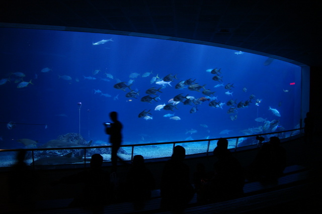 跟著 Mikey 一家去旅行 - 【 車城 】國立海洋生物博物館 - 台灣水域館