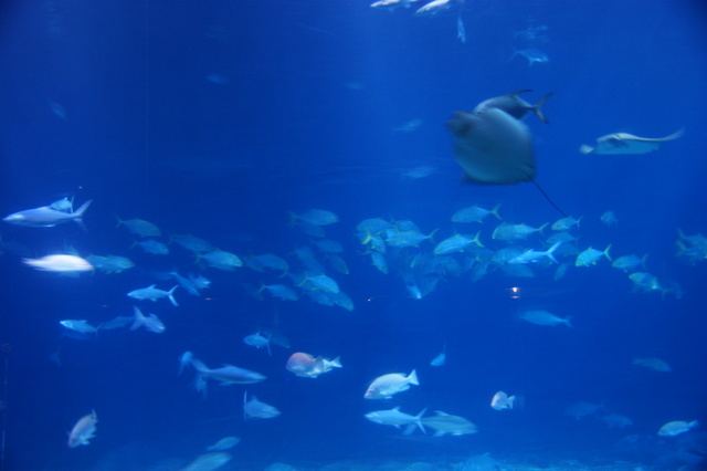 跟著 Mikey 一家去旅行 - 【 車城 】國立海洋生物博物館 - 台灣水域館