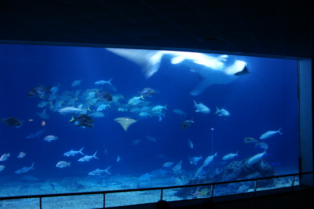 跟著 Mikey 一家去旅行 - 【 車城 】國立海洋生物博物館 - 台灣水域館