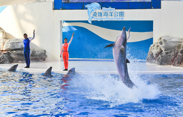 跟著 Mikey 一家去旅行 - 【 壽豐 】花蓮遠雄海洋公園 - 海獅海豚表演篇