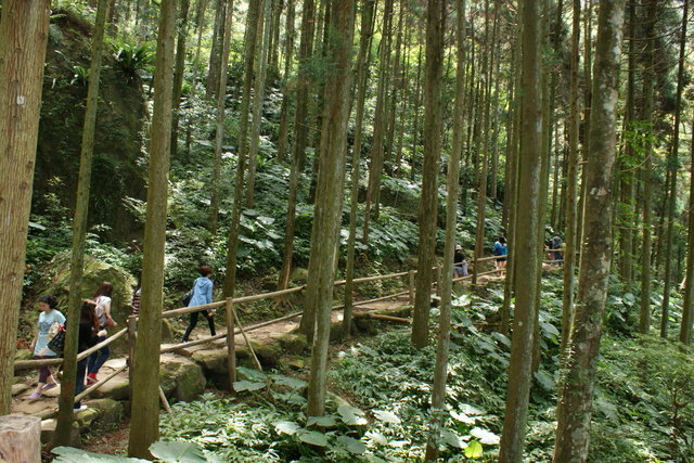 跟著 Mikey 一家去旅行 - 【 關西 】馬武督森林探索樂園