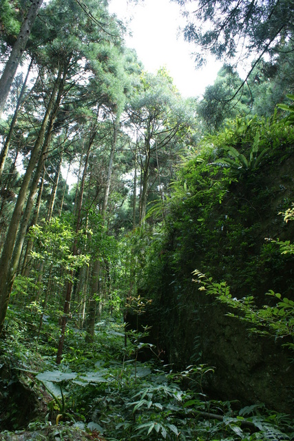 跟著 Mikey 一家去旅行 - 【 關西 】馬武督森林探索樂園