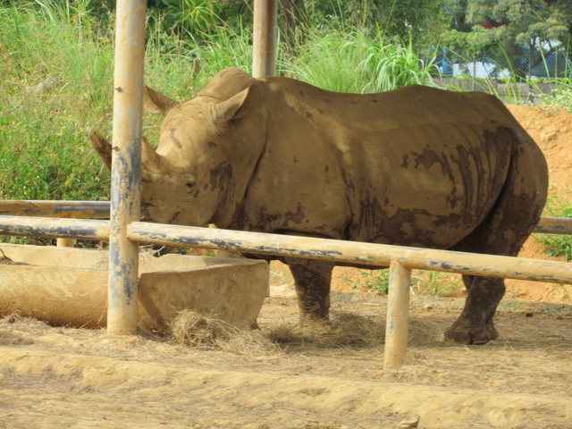 跟著 Mikey 一家去旅行 - 【 關西 】六福村主題遊樂園 - 野生動物區