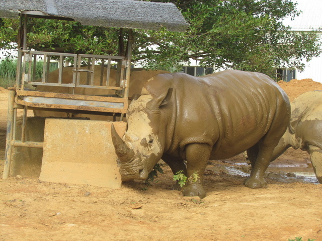 跟著 Mikey 一家去旅行 - 【 關西 】六福村主題遊樂園 - 野生動物區