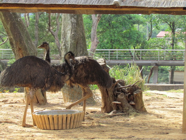 跟著 Mikey 一家去旅行 - 【 關西 】六福村主題遊樂園 - 野生動物區