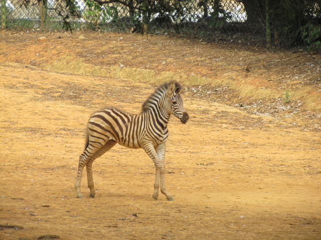 跟著 Mikey 一家去旅行 - 【 關西 】六福村主題遊樂園 - 野生動物區