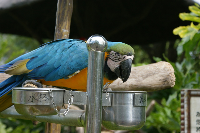 跟著 Mikey 一家去旅行 - 【 關西 】六福村主題遊樂園 - 野生動物區