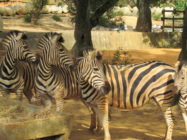 跟著 Mikey 一家去旅行 - 【 關西 】六福村主題遊樂園 - 野生動物區