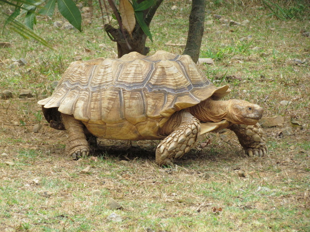 跟著 Mikey 一家去旅行 - 【 關西 】六福村主題遊樂園 - 野生動物區