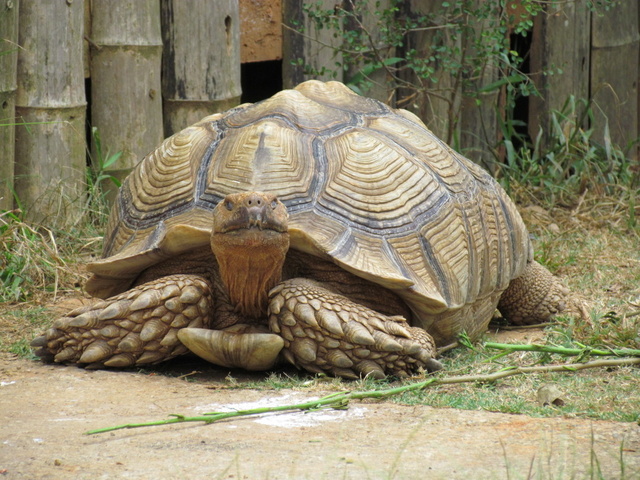 跟著 Mikey 一家去旅行 - 【 關西 】六福村主題遊樂園 - 野生動物區