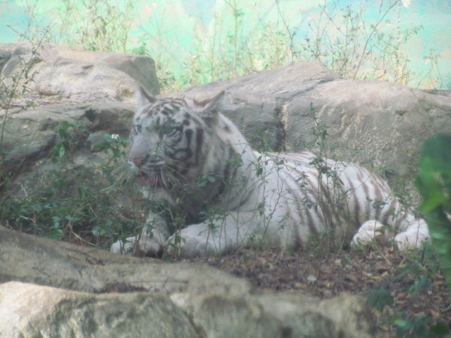 跟著 Mikey 一家去旅行 - 【 關西 】六福村主題遊樂園 - 野生動物區