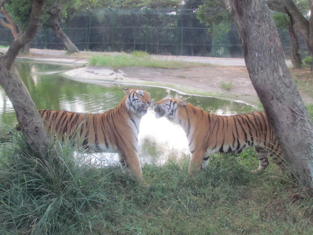 跟著 Mikey 一家去旅行 - 【 關西 】六福村主題遊樂園 - 野生動物區