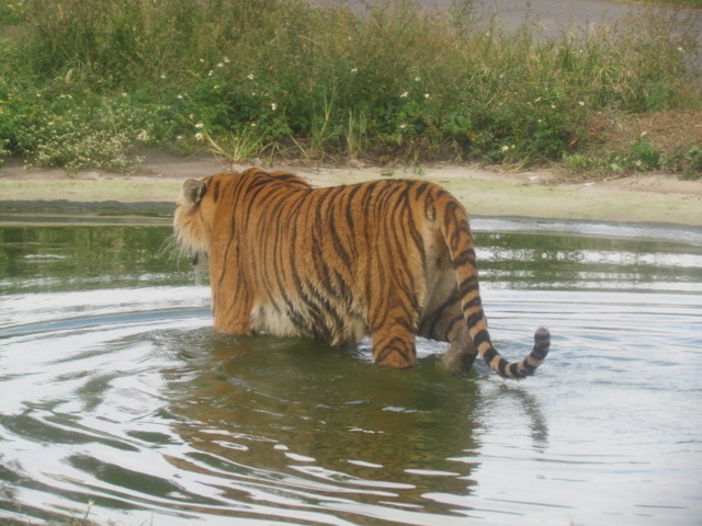 跟著 Mikey 一家去旅行 - 【 關西 】六福村主題遊樂園 - 野生動物區