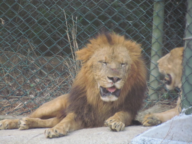 跟著 Mikey 一家去旅行 - 【 關西 】六福村主題遊樂園 - 野生動物區