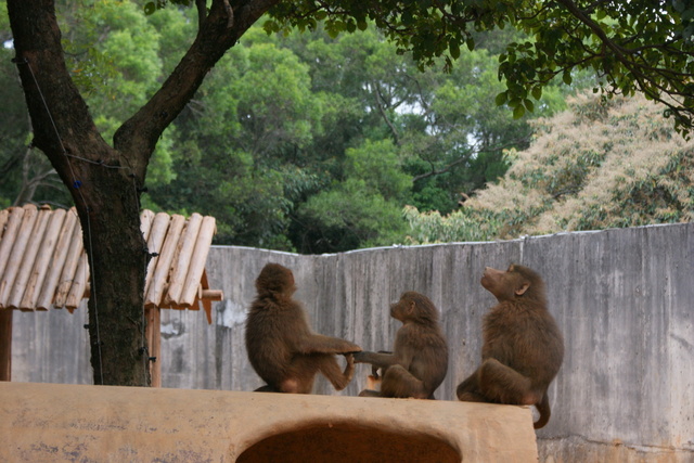 跟著 Mikey 一家去旅行 - 【 關西 】六福村主題遊樂園 - 野生動物區