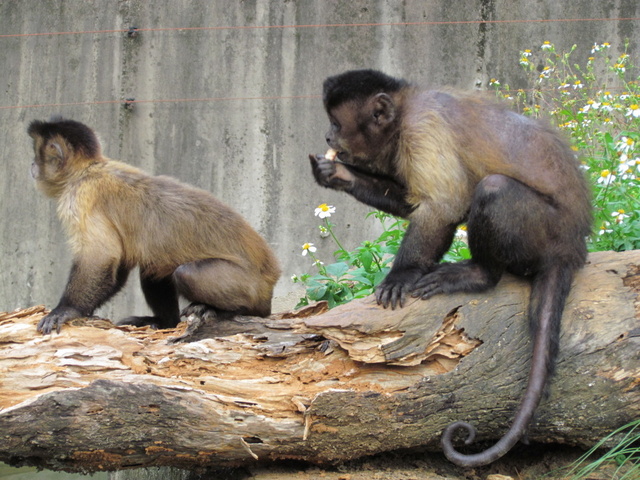 跟著 Mikey 一家去旅行 - 【 關西 】六福村主題遊樂園 - 野生動物區