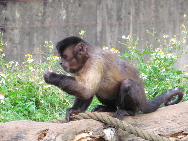 跟著 Mikey 一家去旅行 - 【 關西 】六福村主題遊樂園 - 野生動物區