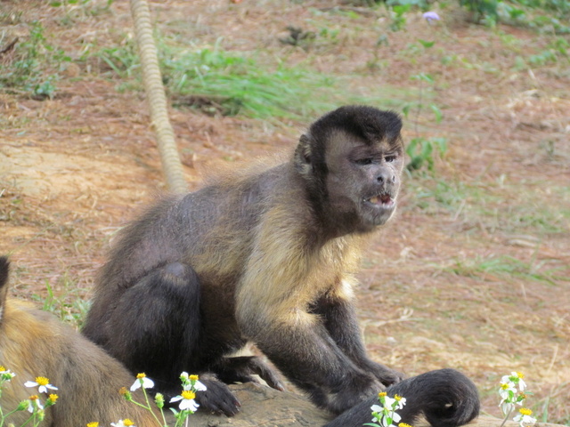 跟著 Mikey 一家去旅行 - 【 關西 】六福村主題遊樂園 - 野生動物區