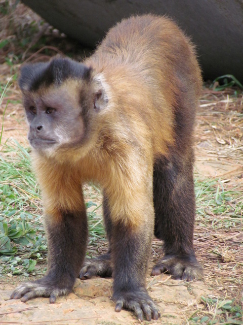 跟著 Mikey 一家去旅行 - 【 關西 】六福村主題遊樂園 - 野生動物區